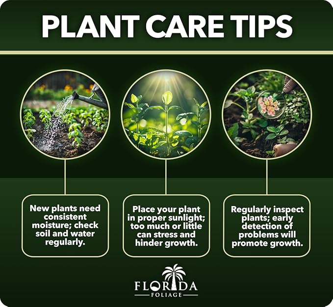 Wintergreen Boxwood | 1 Extra Large 3 Gallon Plant | Buxus Microphylla | Evergreen Shrub, Dense Foliage, Formal Garden, Low Maintenance, Privacy Hedge, Year-Round Interest, Landscaping Shrub