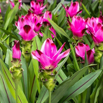 Premium Live Black Turmeric (Curcuma caesia) Plants - Rare Herbal Medicinal Plant, Perfect for Home Gardens (2 Black Turmeric Bags)