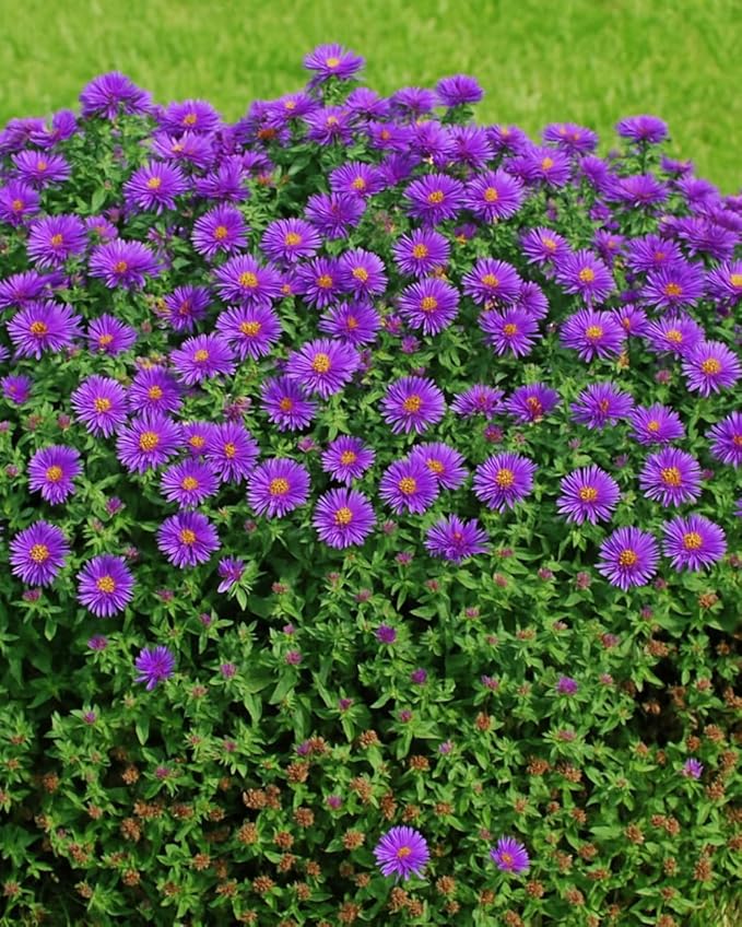 Perennial Farm Aster Novae-Angliae 'Purple Dome' – Live Dwarf New England Perennial in #1 Container, Compact Habit with Violet-Purple Blooms, Late Season, Pollinator Friendly, Ideal for Borders & Beds