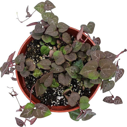 Live Succulent 4" String of Hearts, Succulents Plants Live, Succulent Plants Fully Rooted, Hanging House Plant for Home Office Decoration, DIY Projects, Party Favor Gift by The Succulent Cult