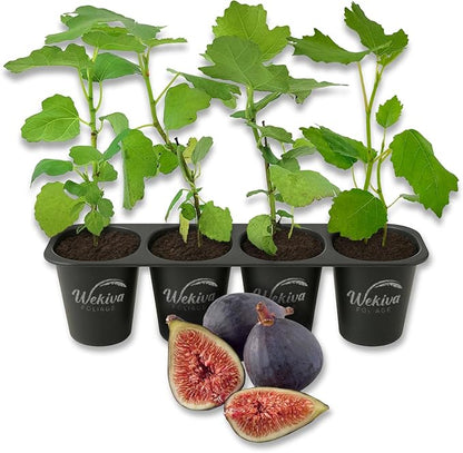 Black Mission Fig Tree - 4 Live Starter Plants - Ficus Carica - Edible Fruit Tree for The Patio and Garden