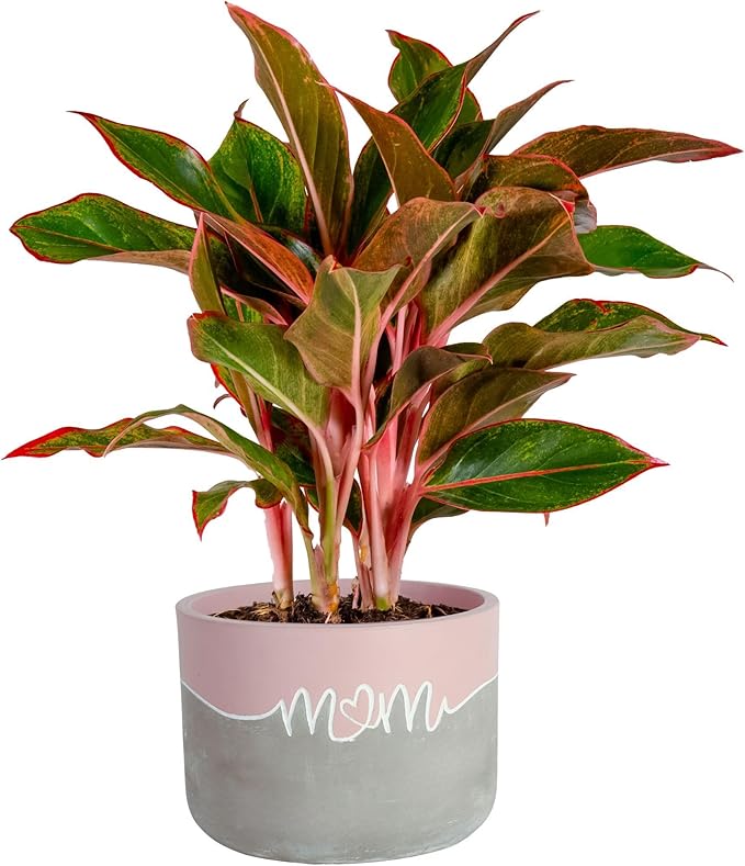Costa Farms Chinese Evergreen, Easy to Grow Live Indoor Plant Aglaonema, Potted Houseplant in Cute Decor Pot, Everyday Gift for Mom, Wife, Daughter, Son Room Decor, 1 Foot Tall