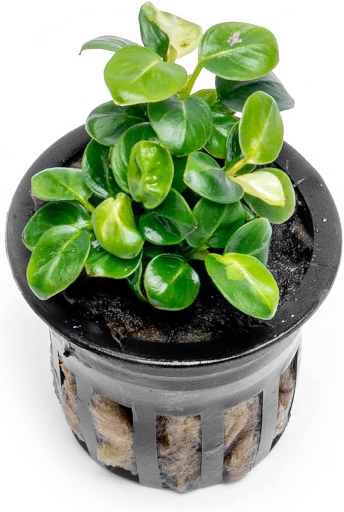 SubstrateSource Anubias Live Aquarium Plants - Potted Freshwater Plant for Fish Tanks, Terrariums - Beginner Friendly Low Light (Stardust Mini, 1 Pot)