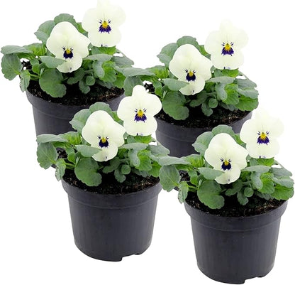 Live Healthy Flowering Pansies - White Blotch (4 Plants Per Pack), Beautiful Fall Color, 6" Tall by 4" Wide in 1 Pint Square Pot