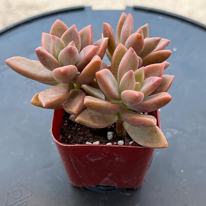 Sprout N Green Graptopetalum paraguayense cv.Bronze, Rare Live Succulent Fully Rooted in 2 inch Starter Pot, House Plant for Indoor Outdoor Home Office Wedding Decoration Party Favor