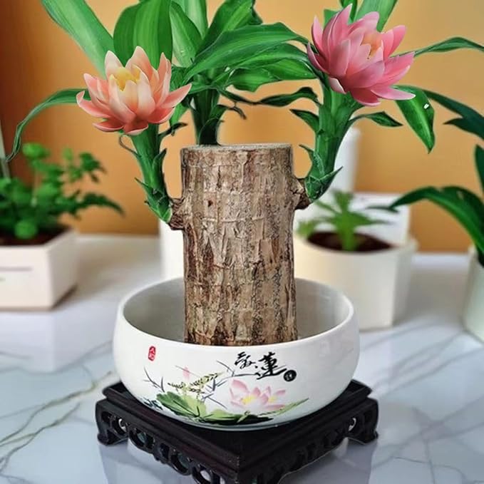 Brazilian Lucky Wood Kit with Monk, Grow Your Own Luck,Easy to Maintain Mini Brazil Woods for Indoor/Outdoor, Bedroom, Kitchen, Office Desk, Garden and Other Decorations (6C)