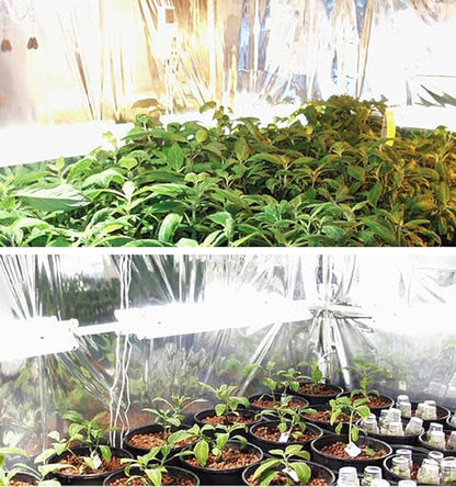 Hydroponic Reflective Mylar Mirror Sheeting 2 mil Thick Reflecting Grow Light Reflector for Indoor Garden Grow Room 150 ft Roll