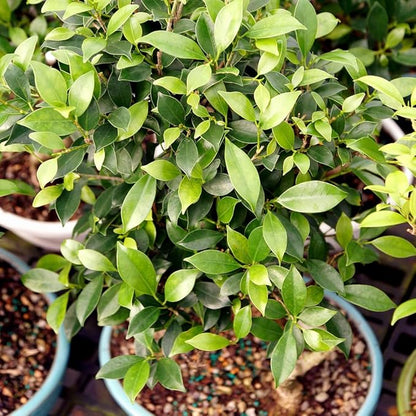 Brussel's Bonsai Live Golden Gate Ficus Grove Indoor Bonsai Tree-7 Years Old 10" to 14" Tall with Decorative Container, Medium