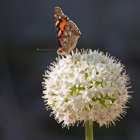 Gardens Best Graceful Beauty Alliums – 30 Bulbs - White Star-Shaped Flowers | Easy-Grow Spring Perennials | Deer Resistant | Attracts Bees & Butterflies | Zones 4–9