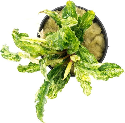 SubstrateSource Bucephalandra Variegated Green Wavy Marble Potted Live Aquarium Plant - Natural Freshwater Fish Tank Decorations, Aquatic Décor