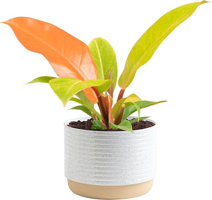 Costa Farms Philodendron Live Plant in Decorative Pot, Air Purifying Indoor Houseplant, Assorted Variety, Home, Room, or Office Decor, House Warming or Birthday Gift, 12-18 Inches Tall