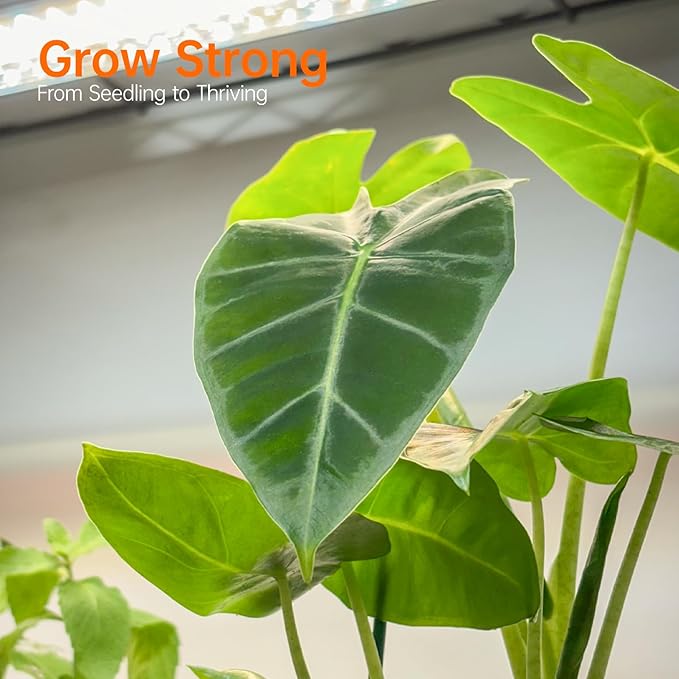 Bstrip Indoor Greenhouse with Grow Light, Metal Plant Stand, 3 Pack T8 2FT Full Spectrum Plant Lights, Timer, Black, 23.5"x13.8"x59"