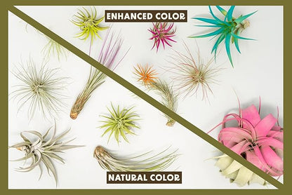 Coral Colorful Tillandsia Air Plants - Long Lasting Color Enhanced Live Tillandsia Succulent House Plants - Home and Garden Decor - Easy Care Indoor/Outdoor Plants (Mini Xerographica, Single)