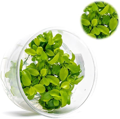 UNS Snail Free TC Anubias Nana Golden (Anubias barteri VAR. Nana) – Low Light, Golden Green Color, Foreground to Midground Tank Placement, Rhizome Growth, Tissue Culture - 1 Pack