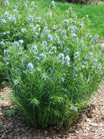 Perennial Farm Amsonia Hubrichtii – LLive Threadleaf Bluestar Perennial Plant, Size #1 Container, Soft Powder Blue Flowers with Fine Textured Foliage – Drought Tolerant, Fall Color Interest