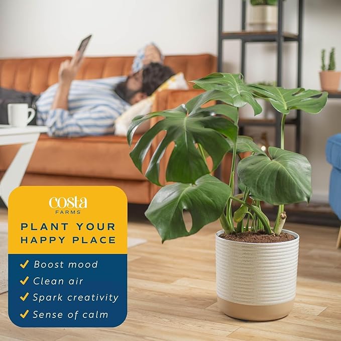 Costa Farms Monstera, Swiss Cheese Plant Live Plants in Decorative Pot,Large Indoor Houseplant, Perfect for Home, Room, or Office Decor, Great House Warming or Birthday Gift, 2-3 Feet Tall, Pack of 2