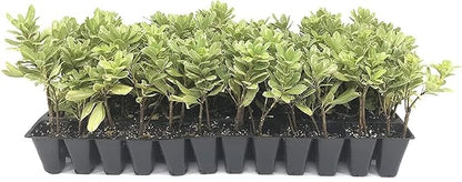 Variegated Pittosporum | 20 Live Plants | Pittosporum Tobria Variegatum | Evergreen Border Accent Hedge Shrub