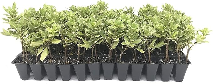 Variegated Pittosporum | 3 Live Plants | Pittosporum Tobria Variegatum | Evergreen Border Accent Hedge Shrub