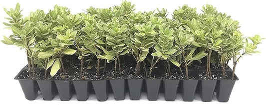 Variegated Pittosporum | 10 Live Plants | Pittosporum Tobria Variegatum | Evergreen Border Accent Hedge Shrub