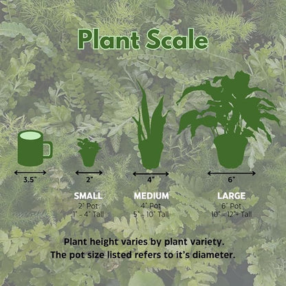 BubbleBlooms Red Hypoestes phyllostachya 2 inch Set of 3 Flamingo Polka Dot Plant Tiny Mini Pixie Plants