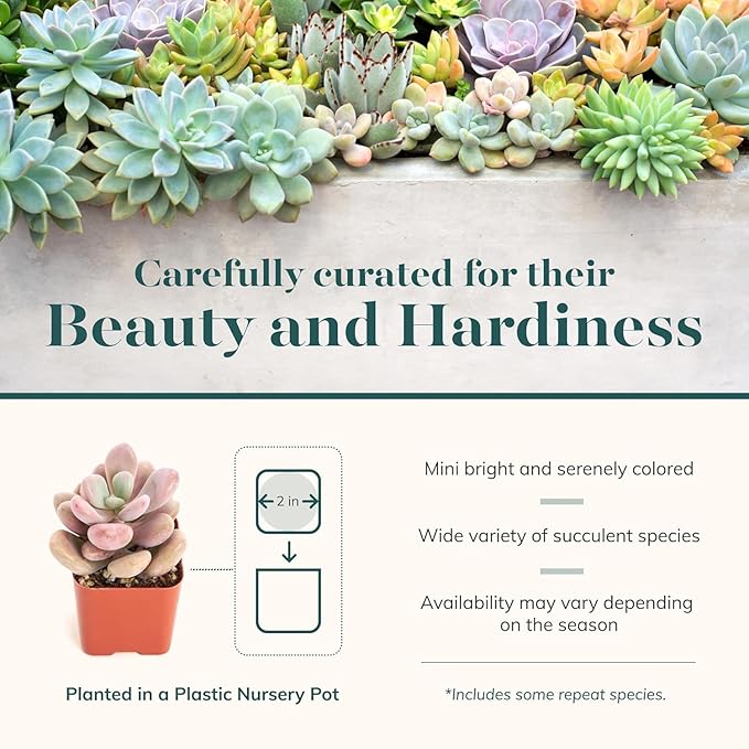 Shop Succulents Pastel Succulent Plant Pack Bulk Collection - Live Mini Succulent Plants, Low Maintenance, Bright & Serene Colors & Textures - Wedding and Party Favors, Gift & Garden, Pack of 128