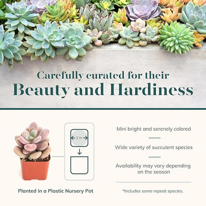 Shop Succulents Pastel Succulent Plant Pack Bulk Collection - Live Mini Succulent Plants, Low Maintenance, Bright & Serene Colors & Textures - Wedding and Party Favors, Gift & Garden, Pack of 40