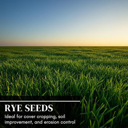 Perennial Ryegrass Seeds for Planting - Premium Quality Non-GMO Grass Seed for Lawns, Pastures, and Sports Fields (2 Pounds)