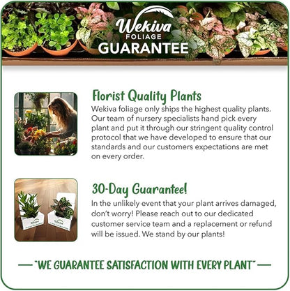 Beer's Black Fig Tree - 4 Live Starter Plants - Ficus Carica - Edible Fruit Tree for The Patio and Garden