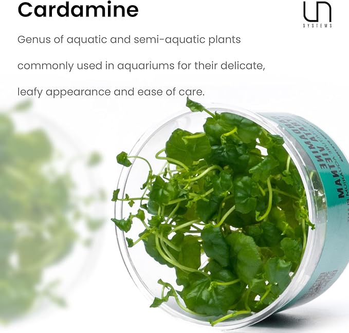 Ultum Nature Systems Cardamine Lyrata Vietnam Tissue Culture Live Plant for Aquarium, Aquascape, Freshwater Fish Tanks - 100% Snail Free in Vitro
