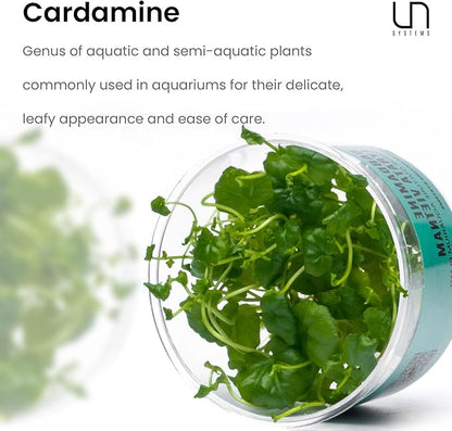 Ultum Nature Systems Cardamine Lyrata Vietnam Tissue Culture Live Plant for Aquarium, Aquascape, Freshwater Fish Tanks - 100% Snail Free in Vitro
