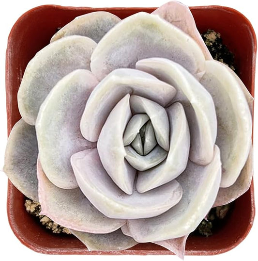 Sprout N Green Echeveria Blue Surprise, Mini Live Succulent Fully Rooted in 2 inch Starter Pot with Soil Mix, House Plant for Indoor Outdoor Home Office Wedding Decoration Party Favor