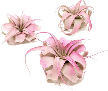 Fuchsia Colorful Tillandsia Air Plants - Long Lasting Color Enhanced Live Tillandsia Succulent House Plants - Home and Garden Decor - Easy Care Indoor/Outdoor Plants (Mini Xerographica, Pack of 3)