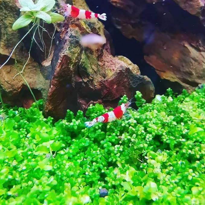 Micranthemum Monte Carlo Bundle Live Aquarium Decorations Aquatic Plants for Fish Tank by Mainam