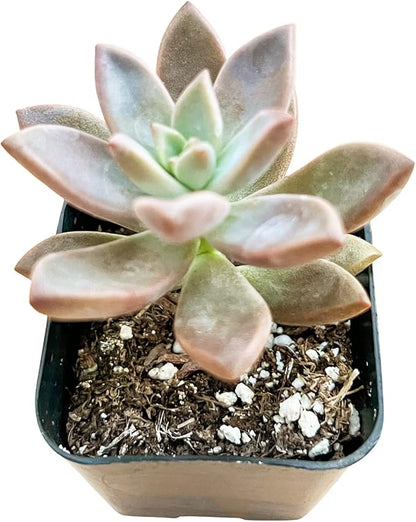 Sprout N Green Golden Sedum | Sedum adolphi, Mini Live Succulent Fully Rooted in 2 inch Starter Pot with Soil Mix, House Plant for Home Office Wedding Decor Party Favor