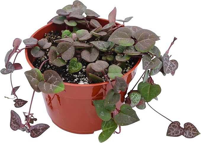Live Succulent 4" String of Hearts, Succulents Plants Live, Succulent Plants Fully Rooted, Hanging House Plant for Home Office Decoration, DIY Projects, Party Favor Gift by The Succulent Cult