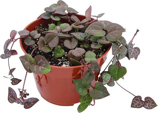 Live Succulent 4" String of Hearts, Succulents Plants Live, Succulent Plants Fully Rooted, Hanging House Plant for Home Office Decoration, DIY Projects, Party Favor Gift by The Succulent Cult