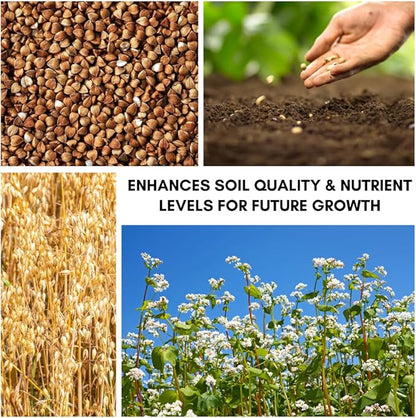 Buckwheat Seeds for Planting - Cover Crop, Grain, Bee Pasture, Pollinator, Wildlife Seed (8 Pounds)