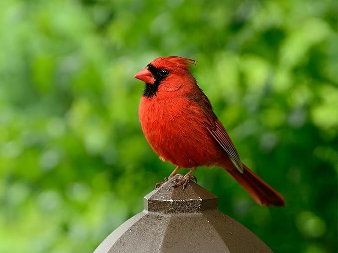Birdseed Cylinders with Hole - Bird Seed for Outside Wild Birds (Small Cylinder, Neat Beak 2pc)