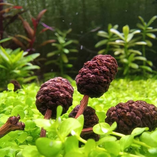 Micranthemum Monte Carlo Bundle Live Aquarium Decorations Aquatic Plants for Fish Tank by Mainam