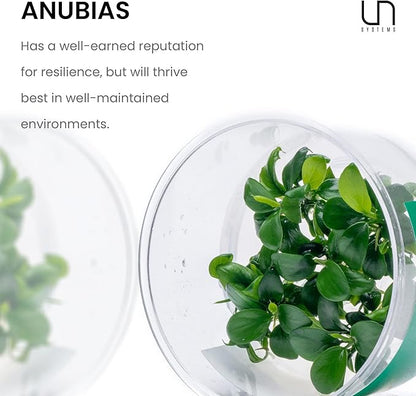 UNS Snail Free TC Anubias Nana Golden (Anubias barteri VAR. Nana) – Low Light, Golden Green Color, Foreground to Midground Tank Placement, Rhizome Growth, Tissue Culture - 1 Pack