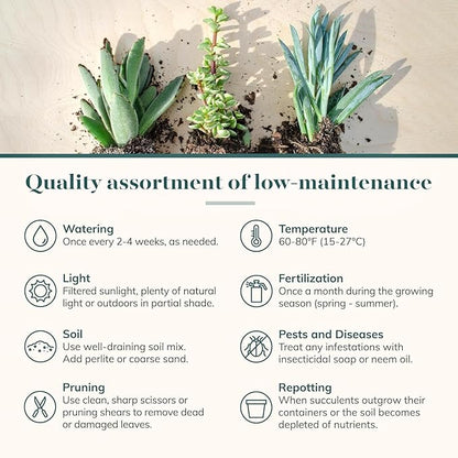 Shop Succulents Assorted Succulent Plant Pack Collection - Live Mini Succulent Plants, Low Maintenance, Mixture of Colors & Textures - Wedding and Party Favors, Gift & Garden, Pack of 12