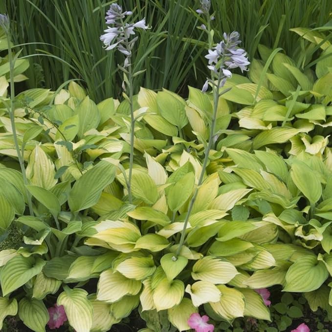 2pk White Feather Hosta Bare Roots - Perennial Cream & Green Foliage, Low-Maintenance Plant