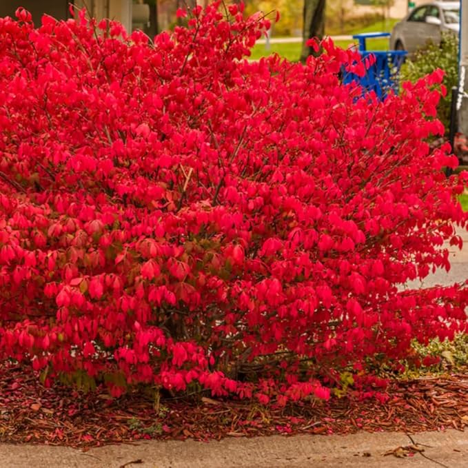 Burning Bush Shrub, Dwarf Burning Bush Live Plant in 4 Inch Pot, Red Shrub No Shipping to N.Y. CA, or MA, ME, VT, NH, NY