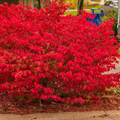 Burning Bush Shrub, Dwarf Burning Bush Live Plant in 4 Inch Pot, Red Shrub No Shipping to N.Y. CA, or MA, ME, VT, NH, NY