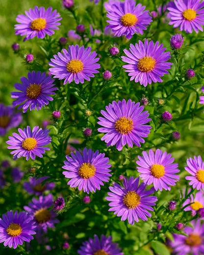 Perennial Farm Aster D. 'Wood's Purple' – Live Perennial in #1 Container, Pale Violet Daisy-Like Blooms, Compact & Hardy, Pollinator Friendly, Long Blooming, Great for Borders & Fall Gardens