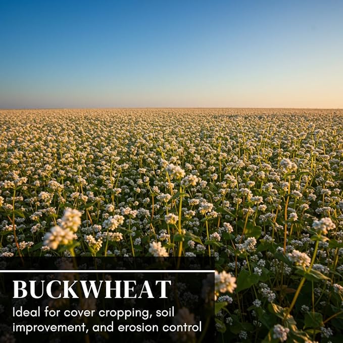 Buckwheat Seeds for Planting - Cover Crop, Grain, Bee Pasture, Pollinator, Wildlife Seed (1 Pound)