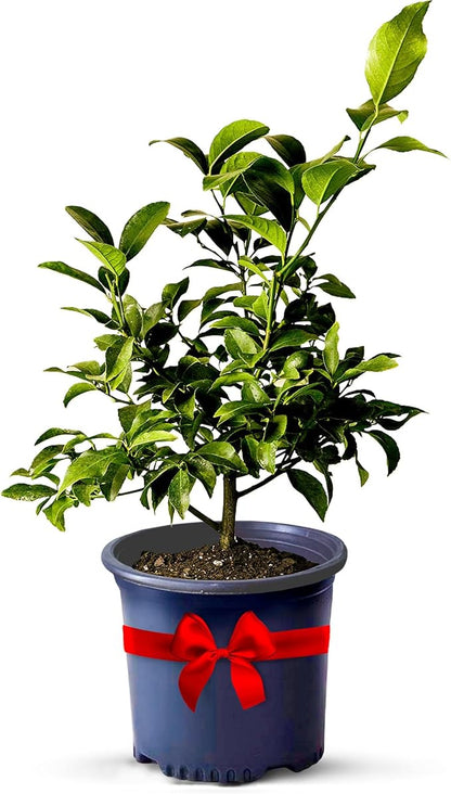 Key Lime Live Tree Indoor Plants Outdoor 18-22" Tall - Fruit Trees, Key Limes Tree Outdoor Patio Cannot Ship: CA/AZ/TX/LA – Potted Indoor Fruit Trees Live Plants, Plant Lover Gifts by Via Citrus