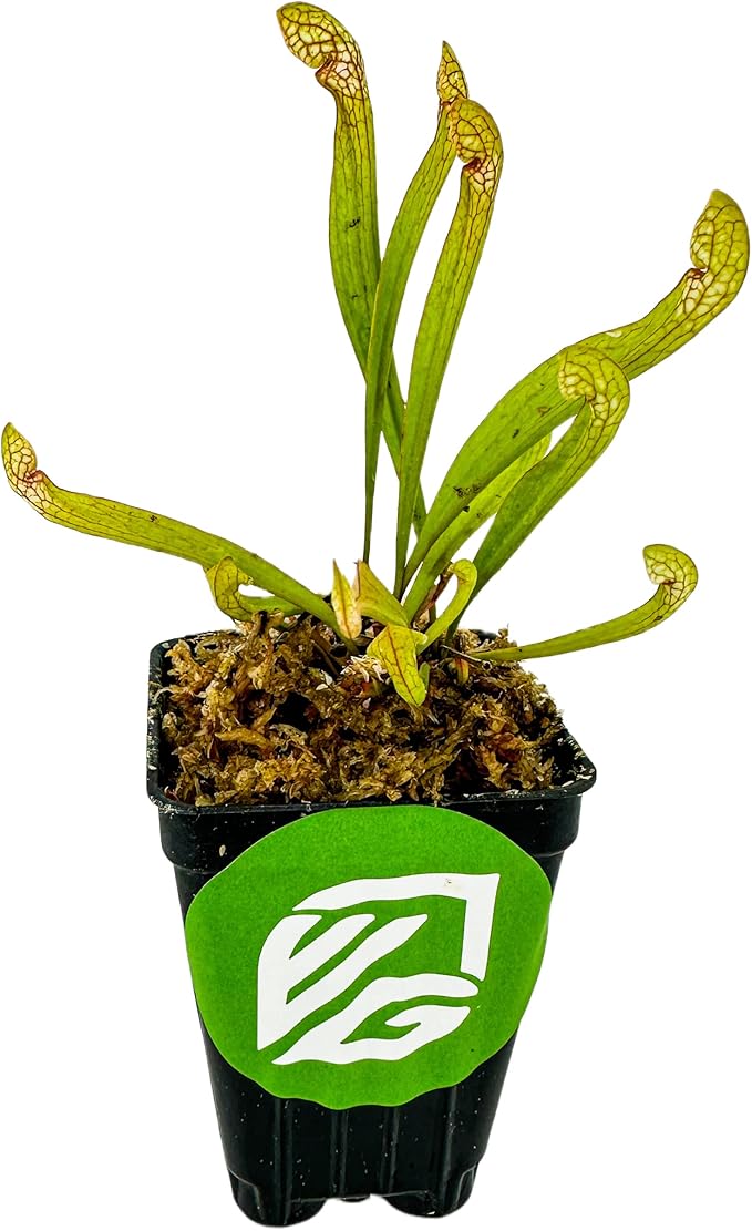 Scarlet Belle Carnivorous Pitcher Plant - Sarracenia - Live Plant - Wellspring Gardens Starter Plant Aquatic Plant