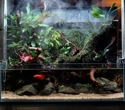 SubstrateSource Anubias Live Aquarium Plants - Potted Freshwater Plant for Fish Tanks, Terrariums - Beginner Friendly Low Light (Congensis, 3 Pots)