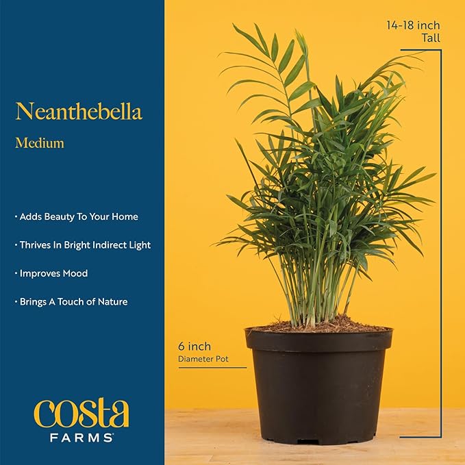 Costa Farms Parlor Palm, Neanthebella Tropical Live Plant, Easy to Grow Palm Houseplant Potted in Décor Plant Pot, Unique Plant Lover Gift, Living Room Home and Office Décor, 1 Foot Tall